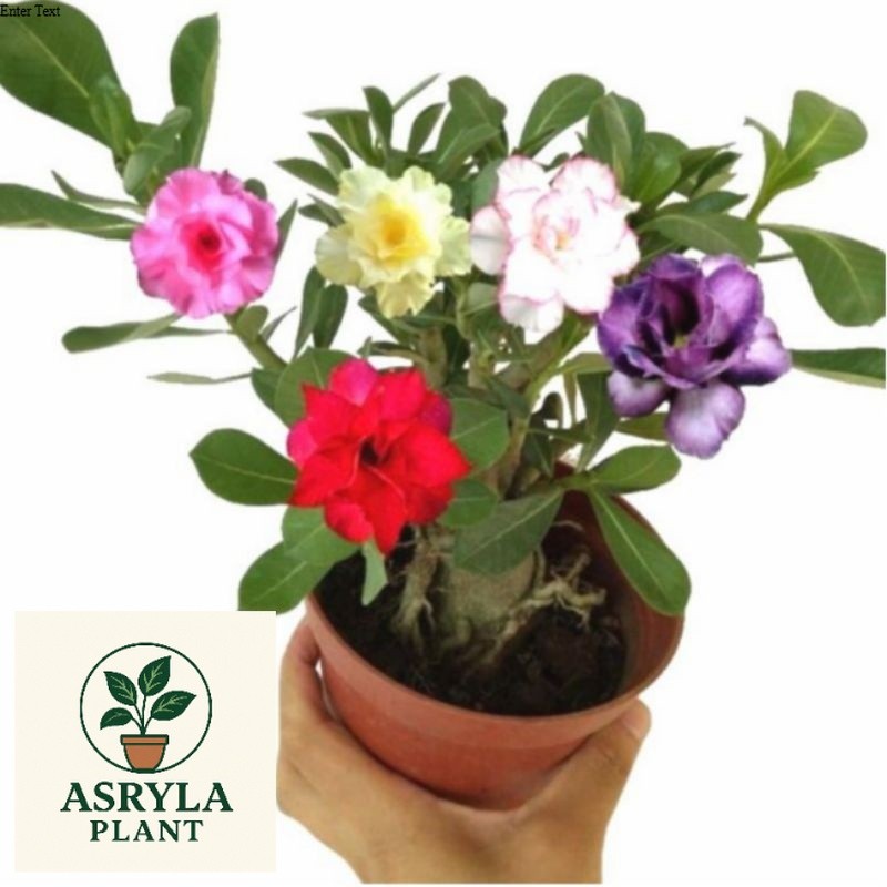 (new) PROMO!!ADENIUM KAMBOJA JEPANG 5 WARNA//BUNGA TUMPUK