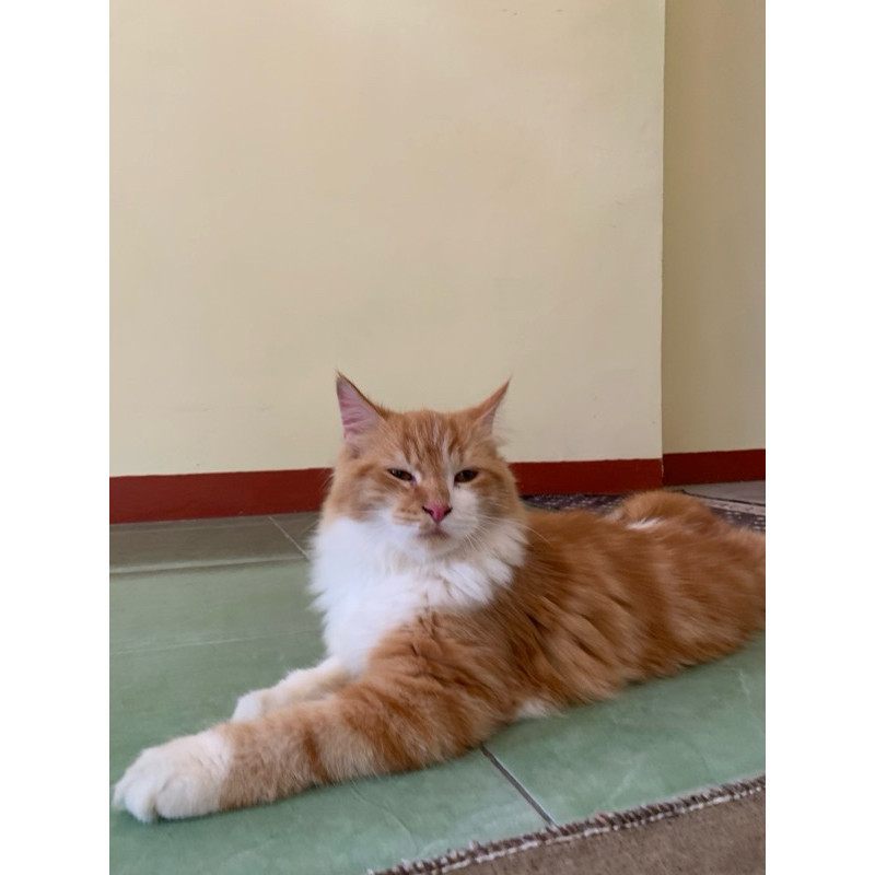 mix maincone kitten