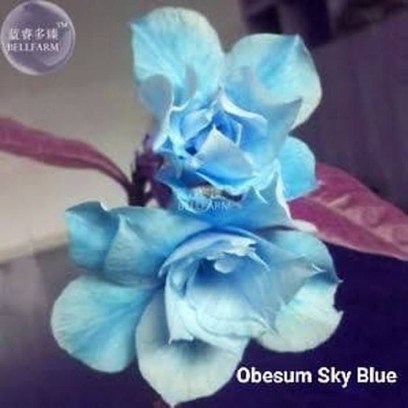 PROMO!!ADENIUM KAMBOJA JEPANG BUNGA TUMPUK//OBESUM BLUE