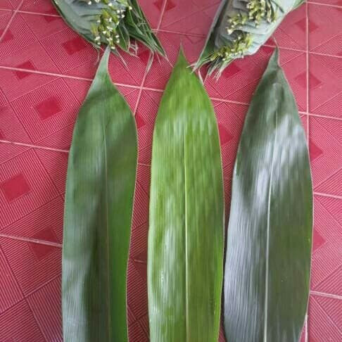 Daun bambu segar 200 lembar fresh  A.S.M