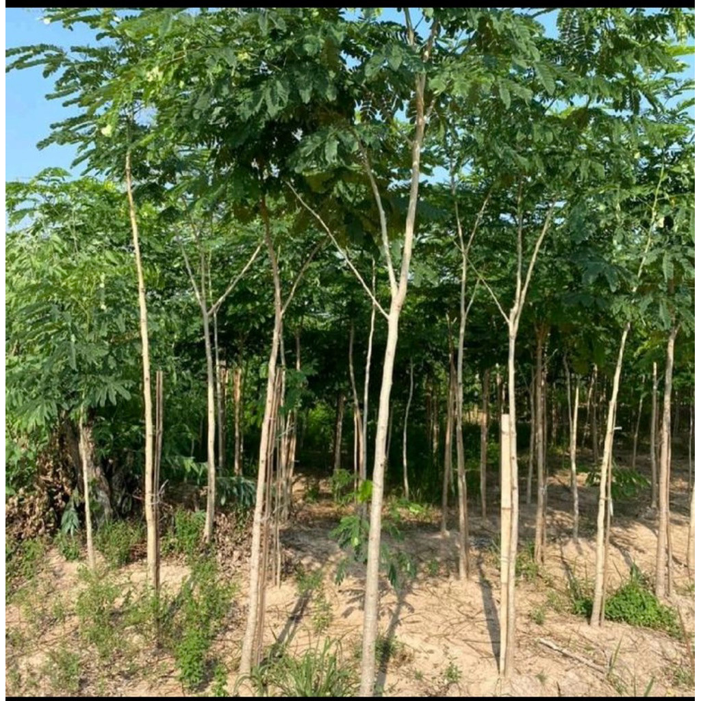 TERMURAH! pohon trembesi 4 meter