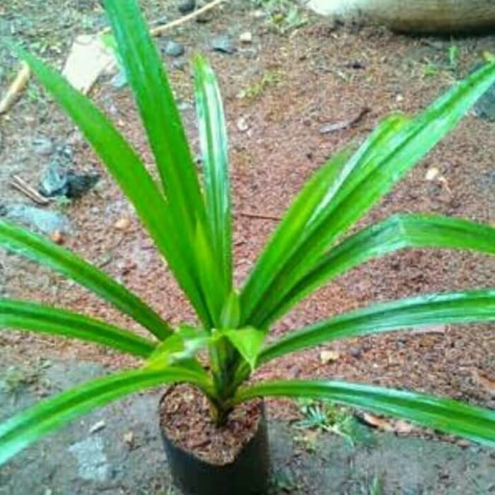 Promo COD Bibit Tanaman daun pandan wangi