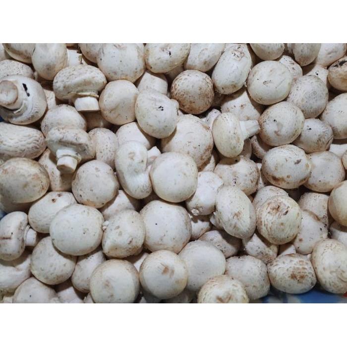 Jamur champignon 1kg