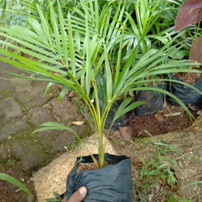 bibit pohon palem kuning