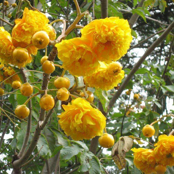 pohon bunga buttercup tinggi 4 meter