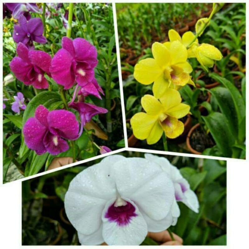 PAKET MURMER!!3 SEEDLING ANGGREK DENDROBIUM