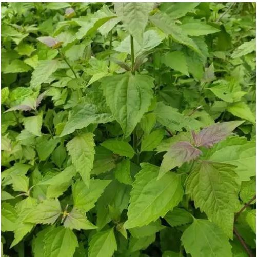 Daun Balakacida 500GR