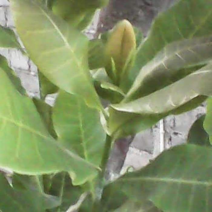 Daun jambu monyet