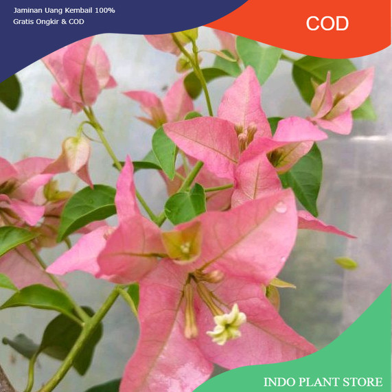 BOUGENVILLE KAYATA INDIA (COD)