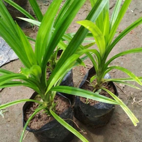 BIBIT DAUN PANDAN WANGI SEGERR