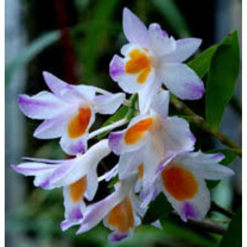 Anggrek Dendrobium Spathilingue / Spatilingue Dewasa