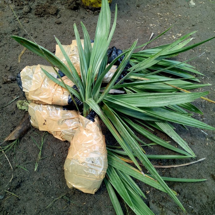 bibit kurma