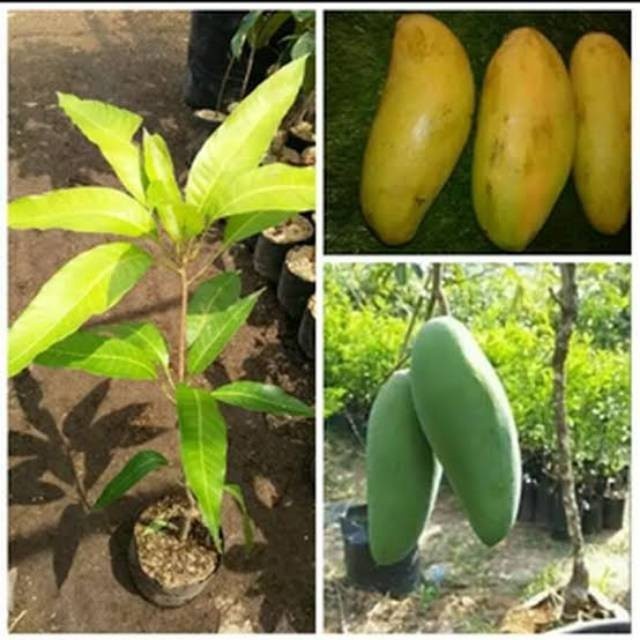 COD BIBIT MANGGA GOLEK SUPER