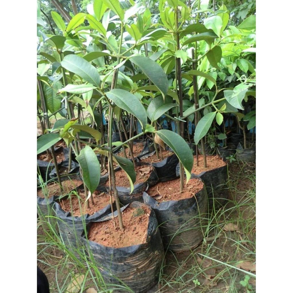 bibit manggis cepat berbuah