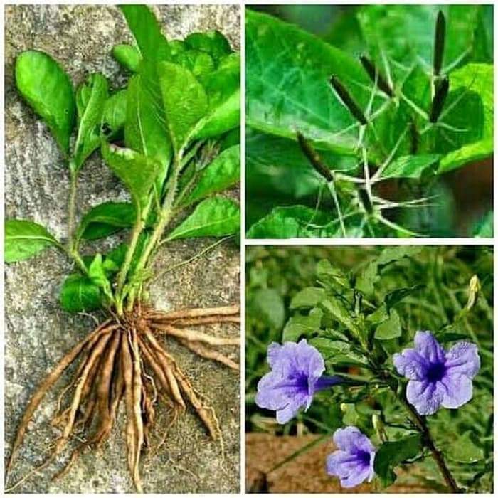Daun Pletekan - Obat paru paru basah