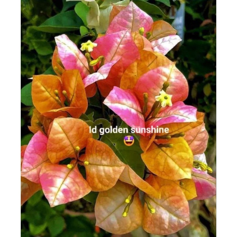 Bibit bugenvil golden shunsine