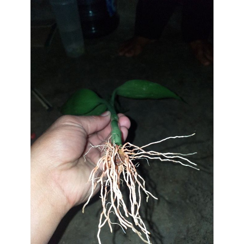 BAMBU HOKI PUCUK SUDAH BERAKAR
