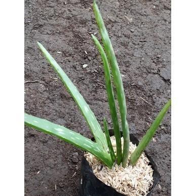 Bibit lidah buaya - bibit aloe vera COD