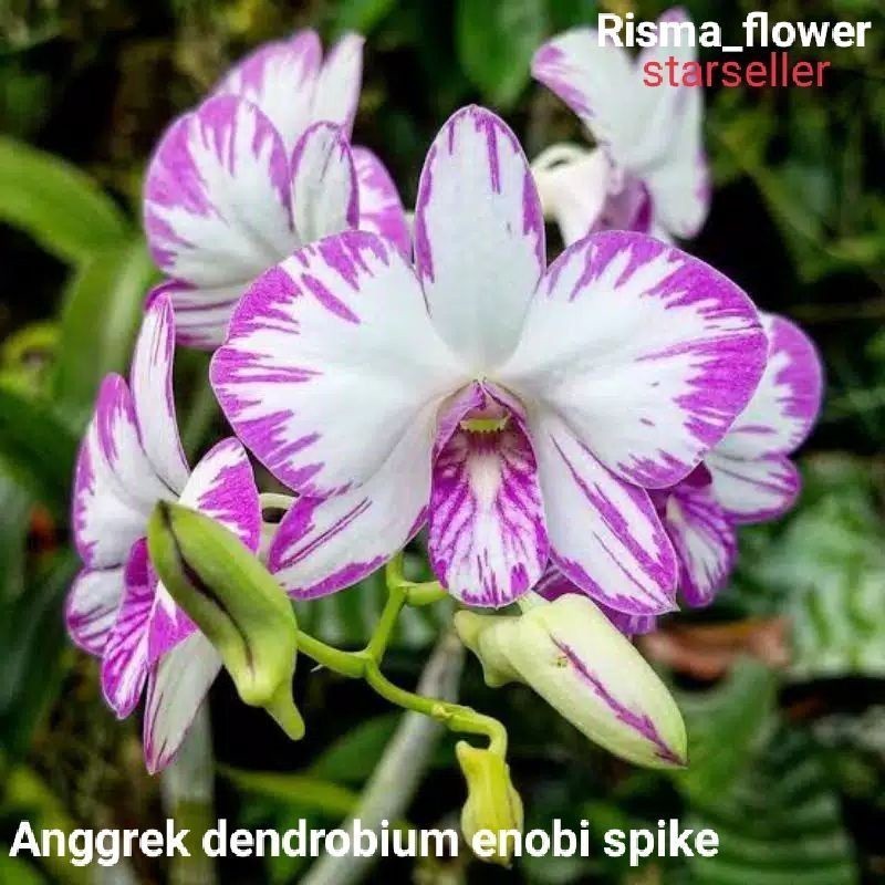 ANGGREK DENDROBIUM SPIKE/KNOP ENOBI WHITE REMAJA (COD)