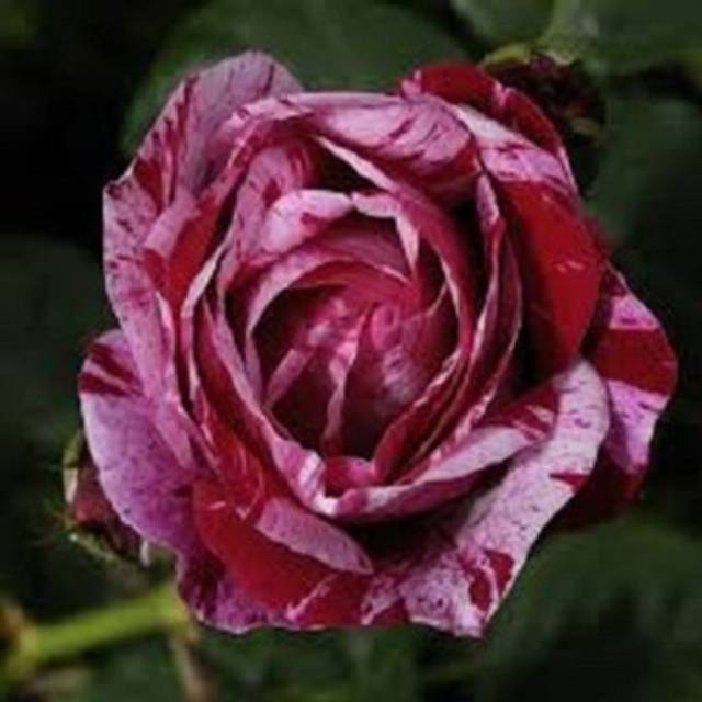 1 bunga mawar-dark-rose