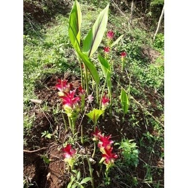 bibit kunyit putih/ temu putih (P_G)