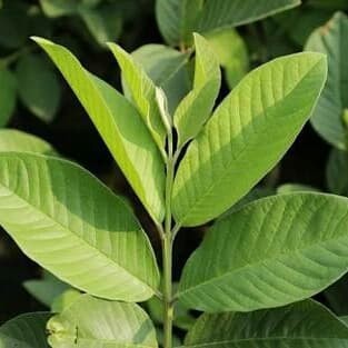 New COD Daun Jambu Biji