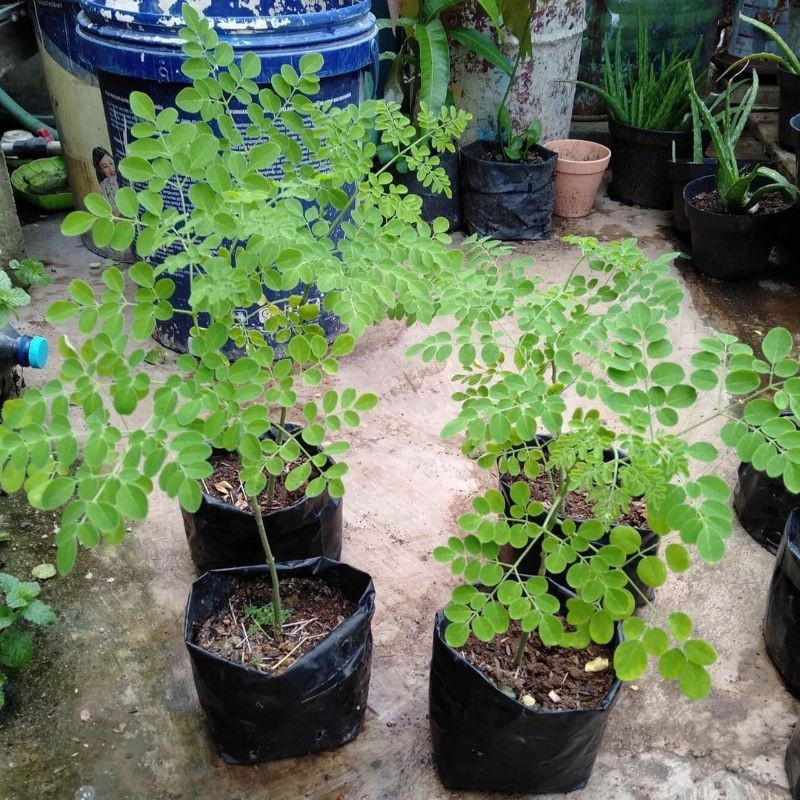 Bibit Tanaman Daun Kelor