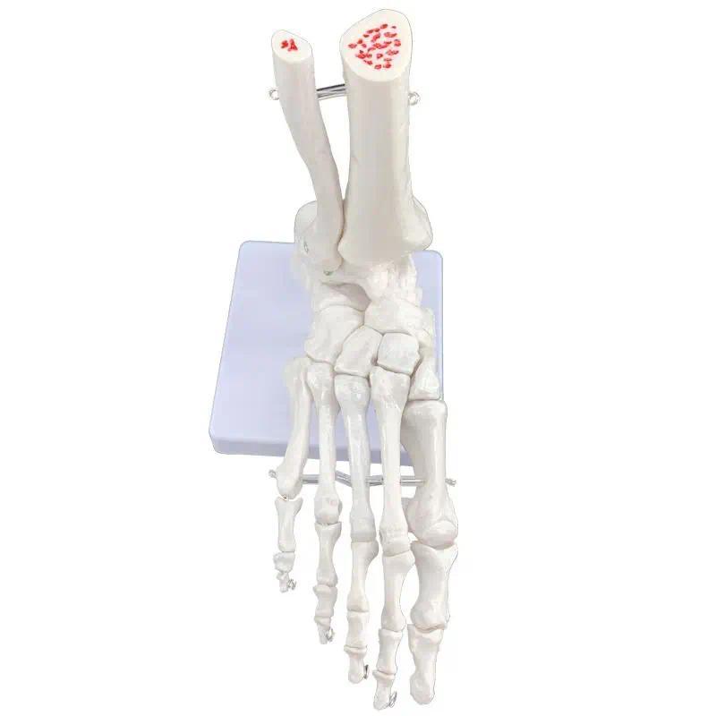 Human Knee Joint Functional Model: Shoulder, Elbow, Hand, Foot, Hip, Movable Bone Model