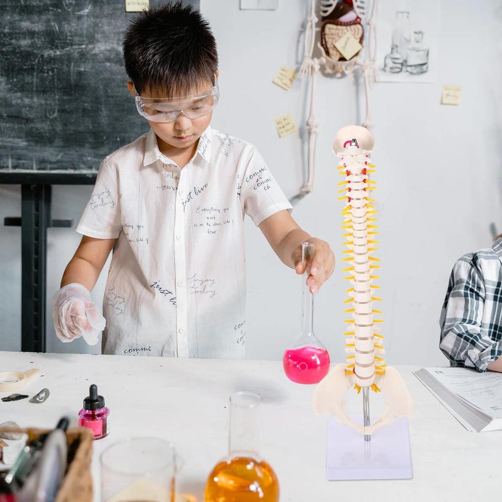 1pc Spine Anatomy Durable Training Training Tool For Doctors Students Practice Use Vertebral Column