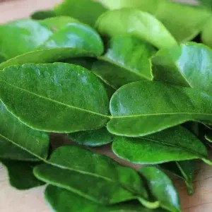 daun jeruk PROMO