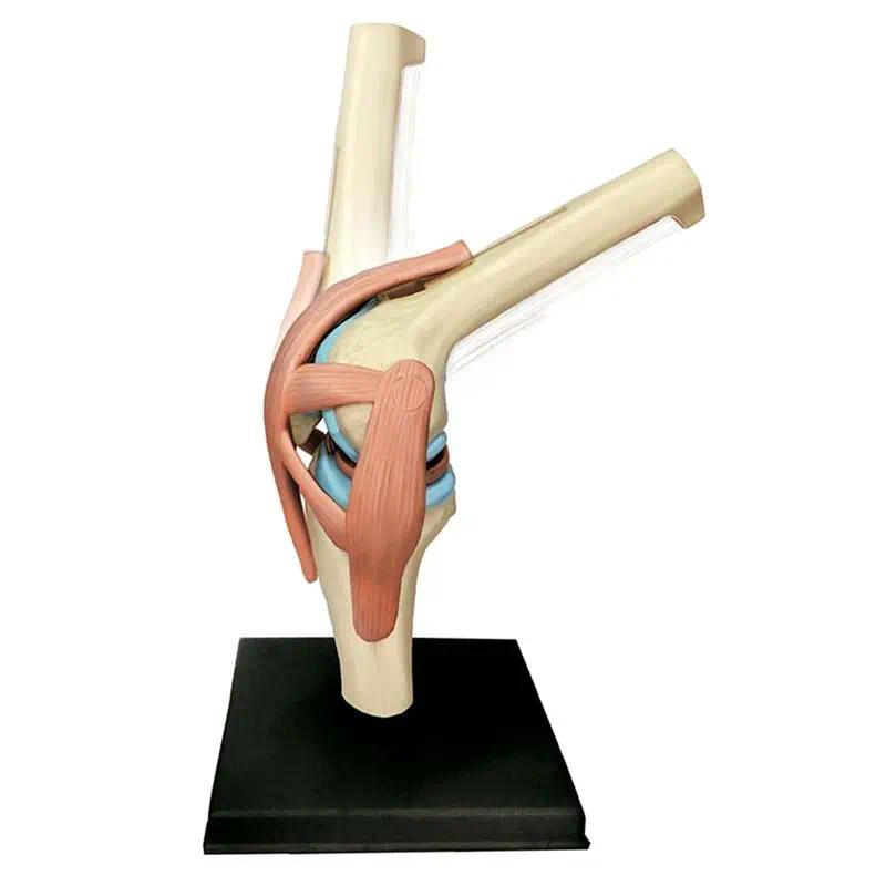 L07A- Torso Human Body Model Education Knee Joint Organs Model For Student Teaching Study Assembling Model