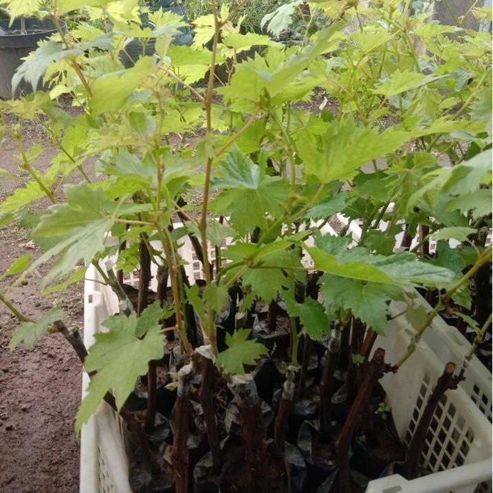bibit anggur import heliodor