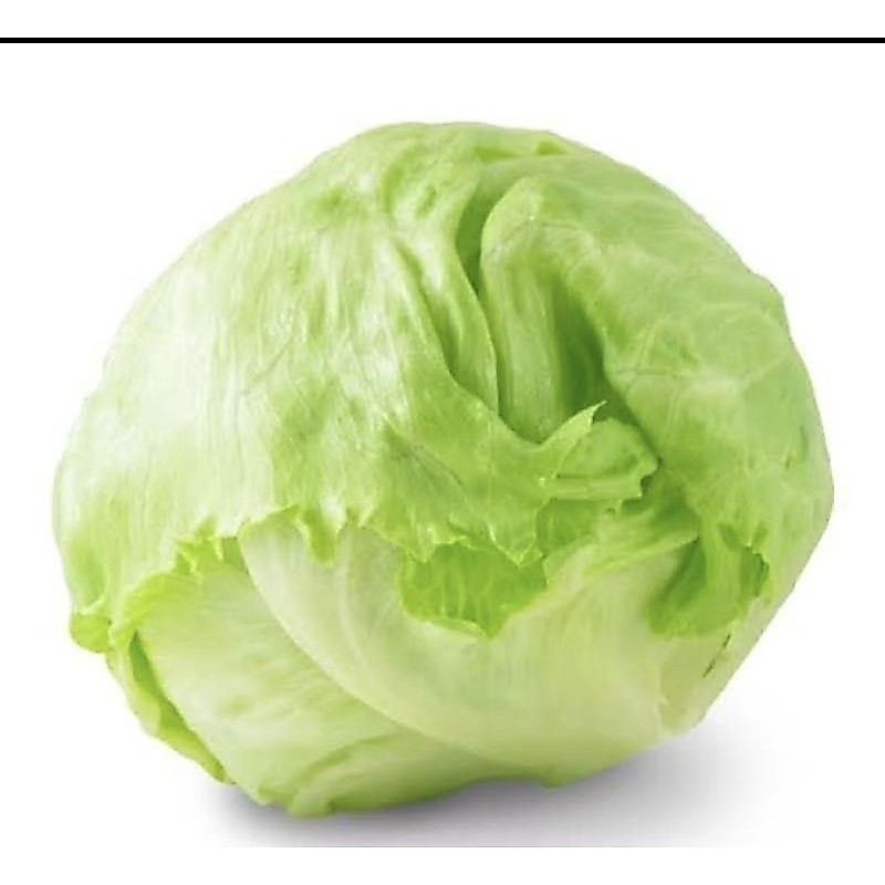 Selada Lotus/Lettuce Segar