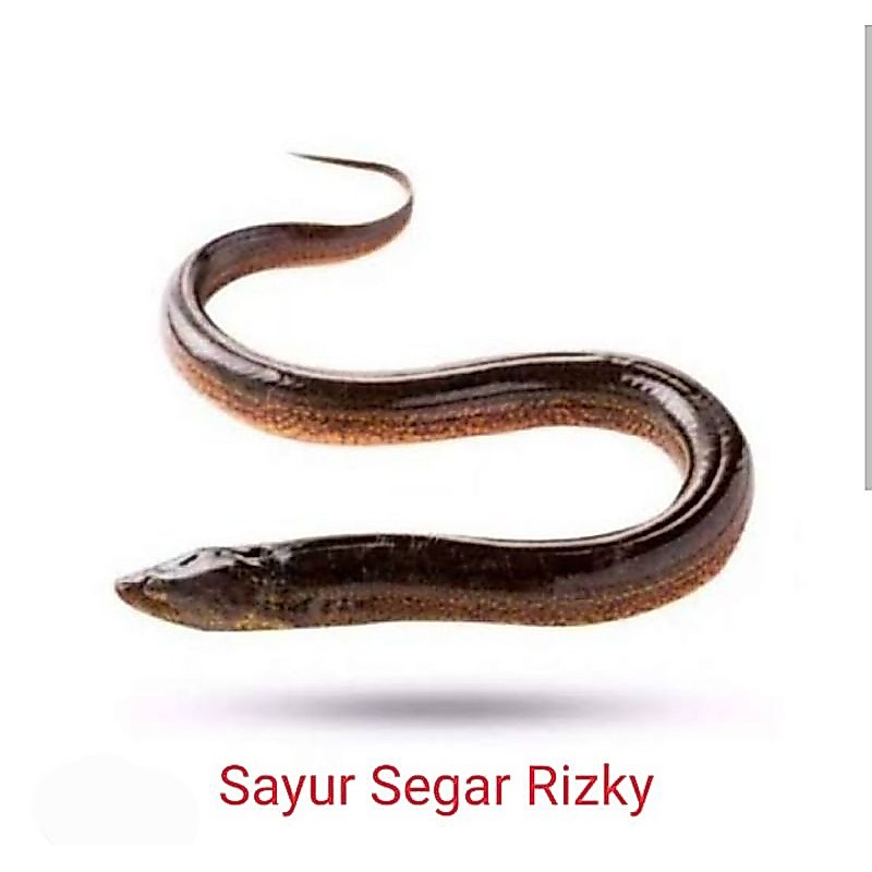 Belut Hidup 1kg