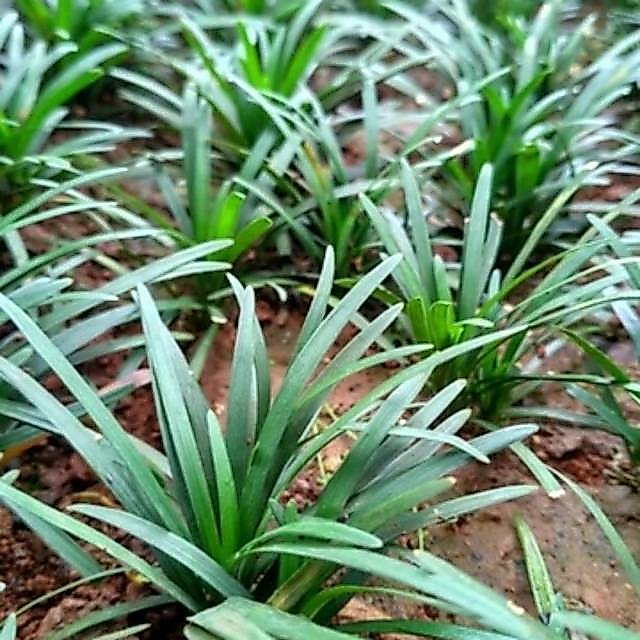 TANAMAN RUMPUT KUCAI MINI