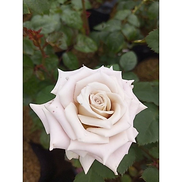 MAWAR IMPORT LAVENDER EARLY GRAY (dewasa)