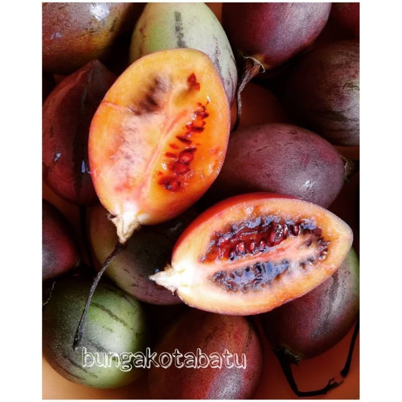 Bibit Tanaman buah Terong Belanda