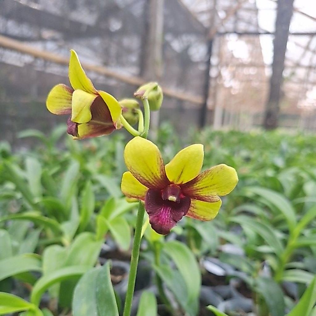 RANGKAIAN BUNGA ANGGREK MIX DENDRO DAN CATTLEYA