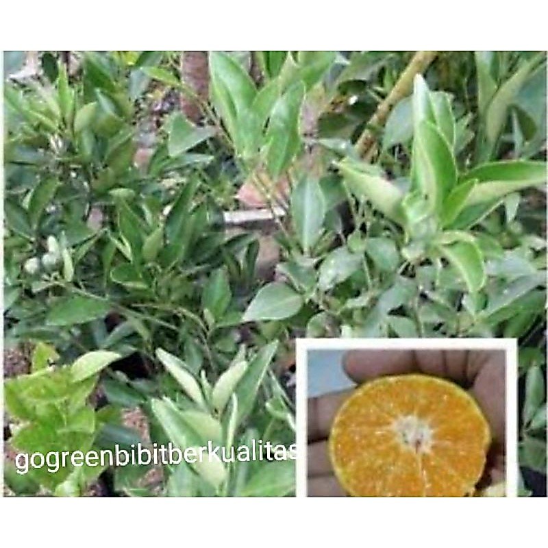 Bibit tanaman buah jeruk chokun diskon