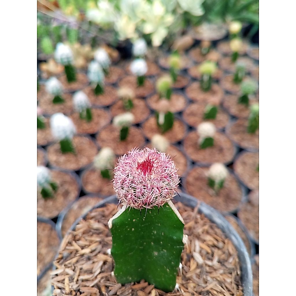 ranbow kaktus grafting