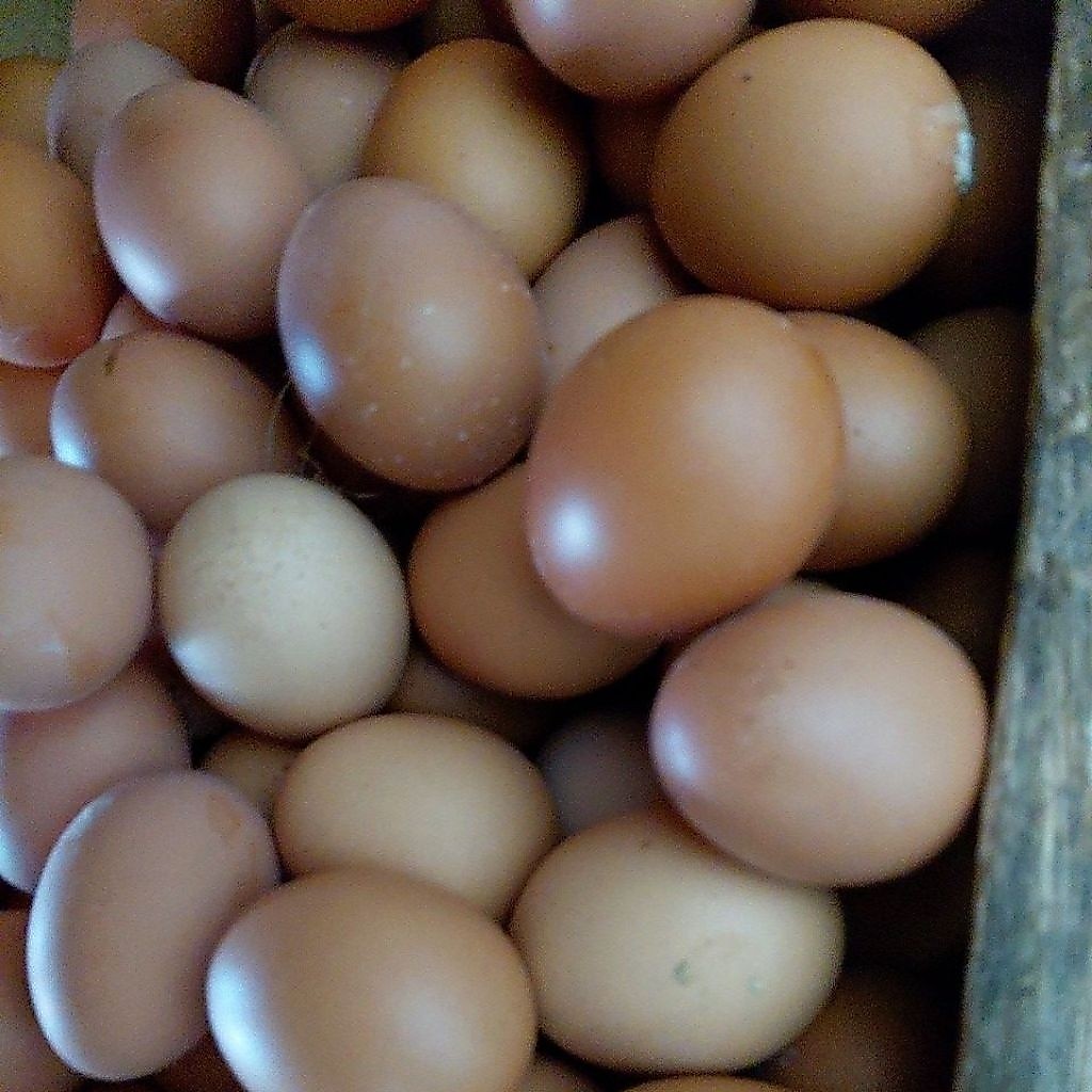 telur