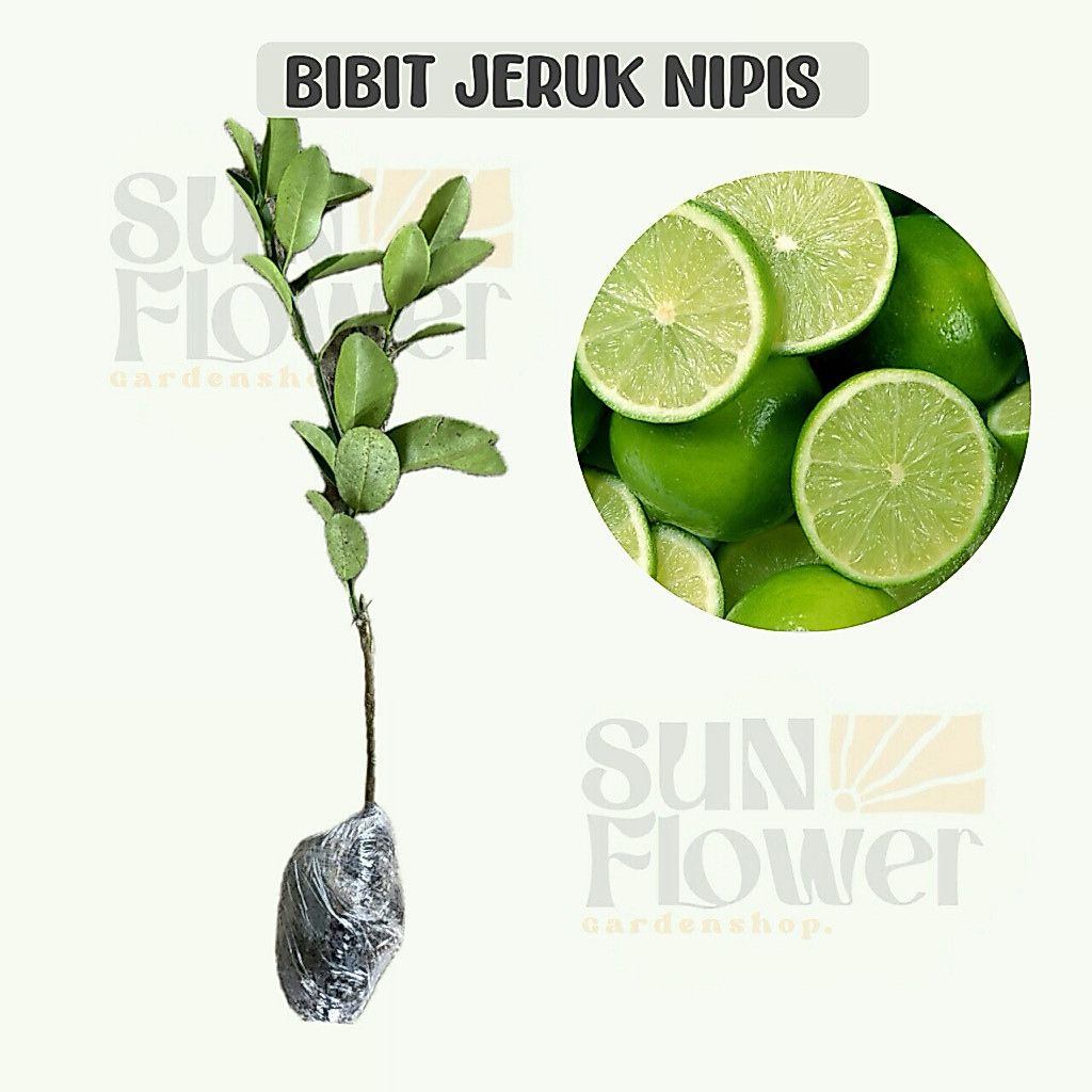 bibit tanaman jeruk nipis