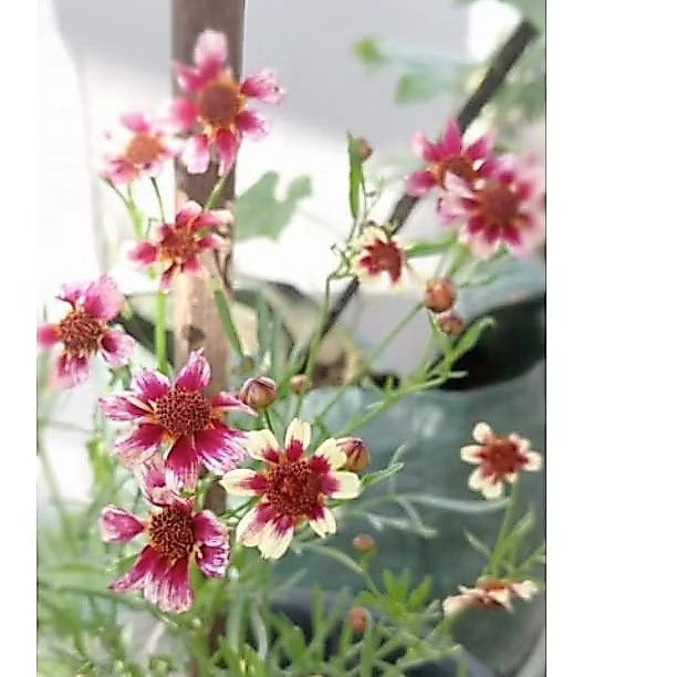 Benih bunga dwarf coreopsis