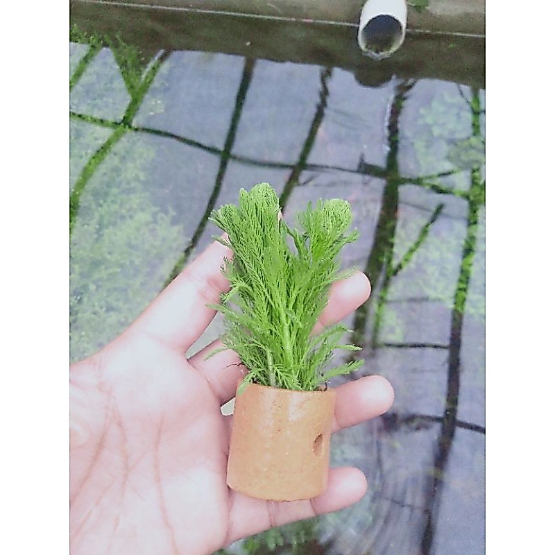 tanaman putri malu aquascep