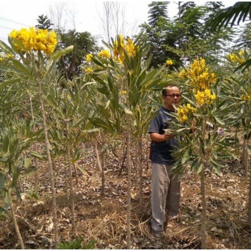 Pohon tebebuya kuning