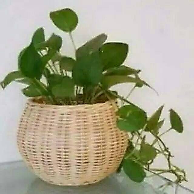 pot bunga penghias ruangan