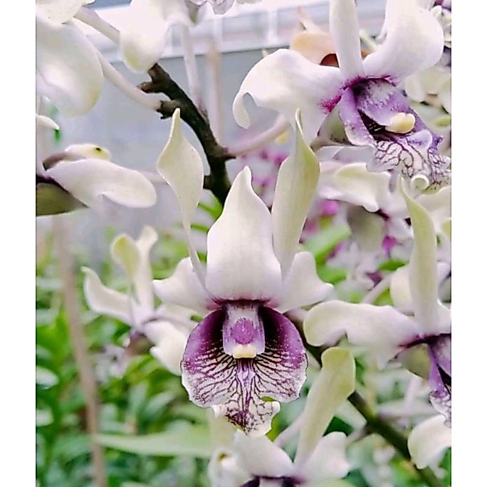 Dendrobium sam poo kong