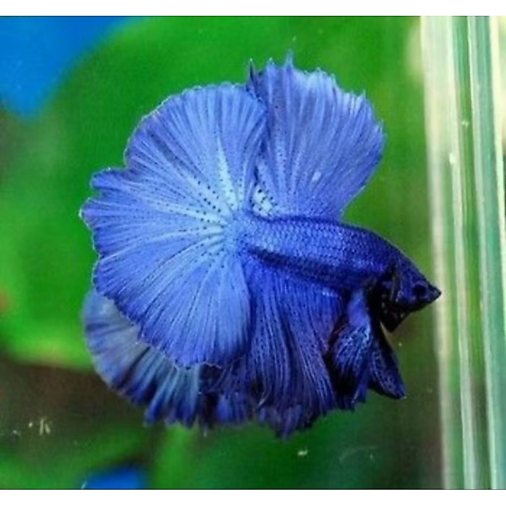 Halfmoon Blue royaL solid