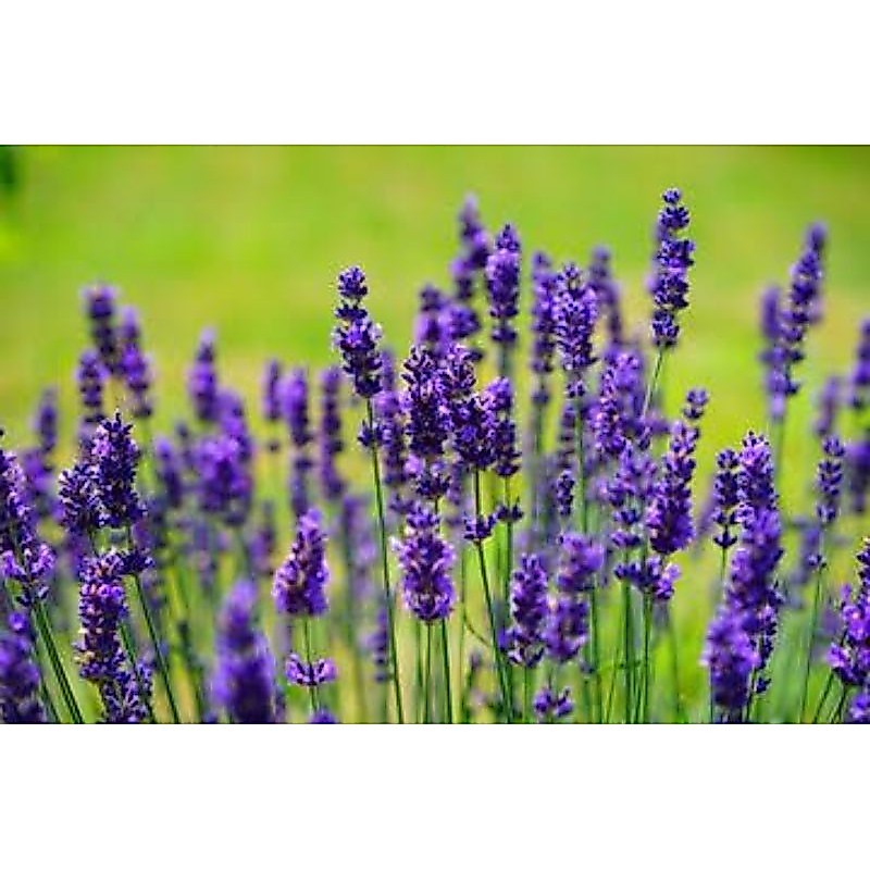 Bibit Bunga Lavender Super Unggul