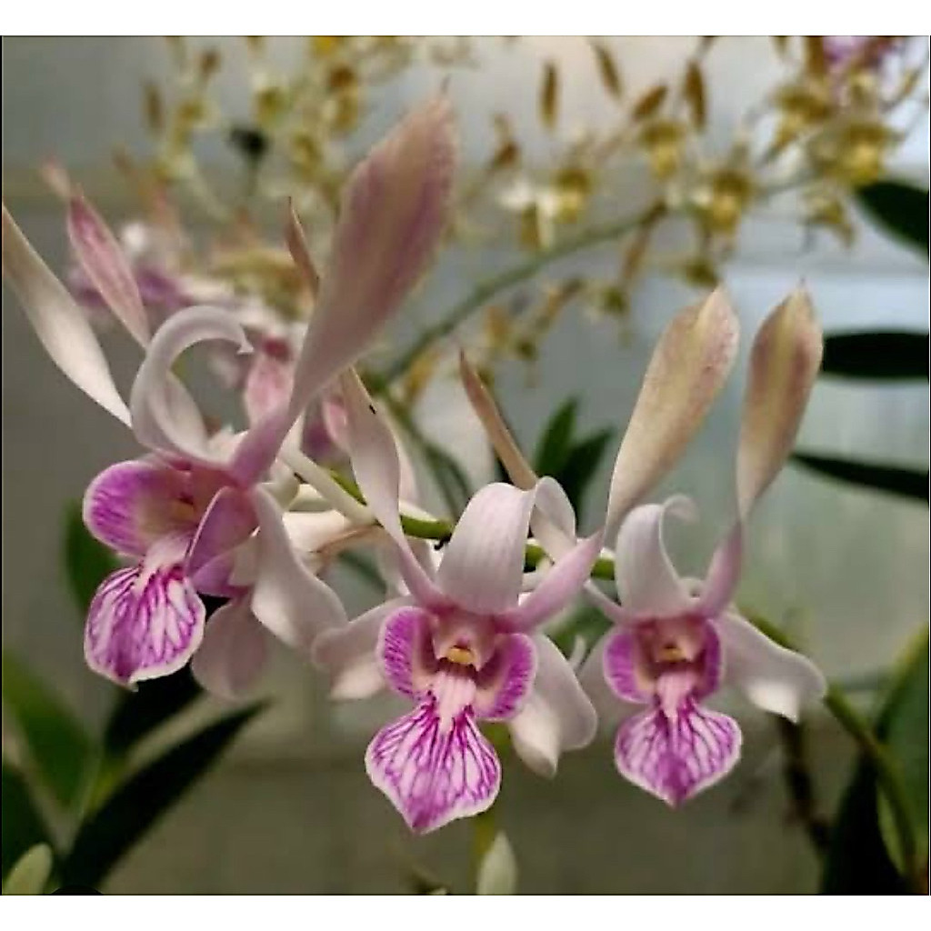 dendrobium GRADE A